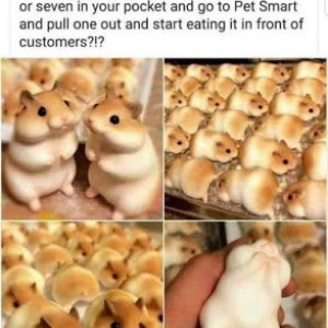 Japanese Hamster Bread