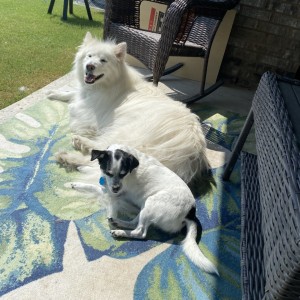 Dogs