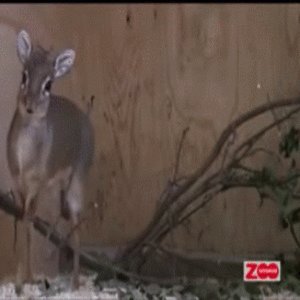 Dik Dik