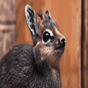 Dik Dik