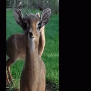 Dik Dik