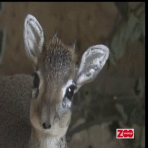 Dik Dik