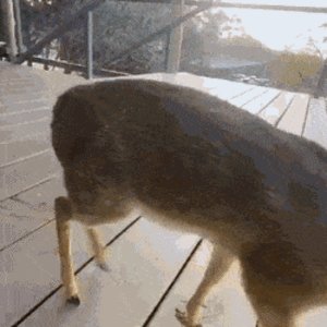 Dik Dik