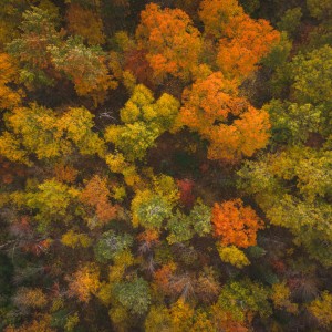 DJI_0012-2