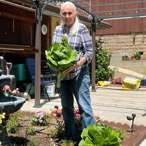 Margis And Lettuce