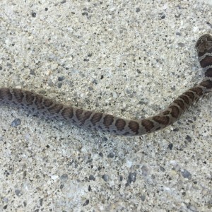 What kind of snake is this? He attacked me and I smoked him with a flipflop