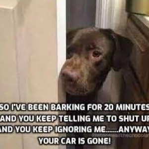 Stop Barking