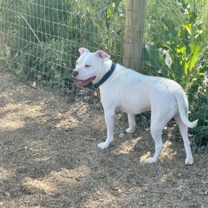 He wouldnt go on walks since storm season. began. Brought him to a dog park, and no problems