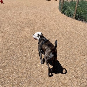 Took my neighbors dog with us to the dog park. Two big dogs and out little one got to roam by themselves