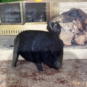 growing up, we had a pot bellied pig named Tara. No we didnt live on a farm. Just a standard neighborhood. Not sure why my mother got this back then,