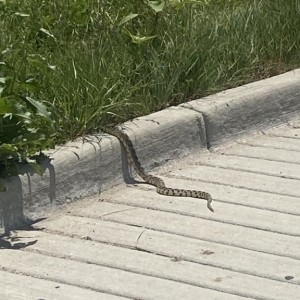 Gopher snake?