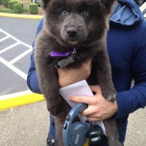 Well I'll be. Ewok's are real. Akita/German Shepherd/Corgi mix