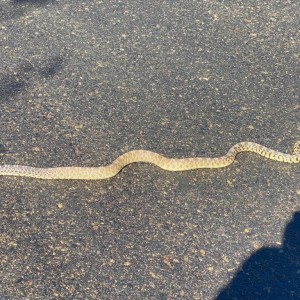 Is this a gopher snake?