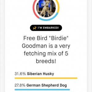 BIRD.DOG