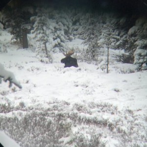 Tundra trekked through 2 feet of snow today on our hunt, but only moose that high. My son did fill the freezer with his first deer.