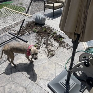 Ooohhhhh someones in trouble with mom. 3rd one down since Sunday